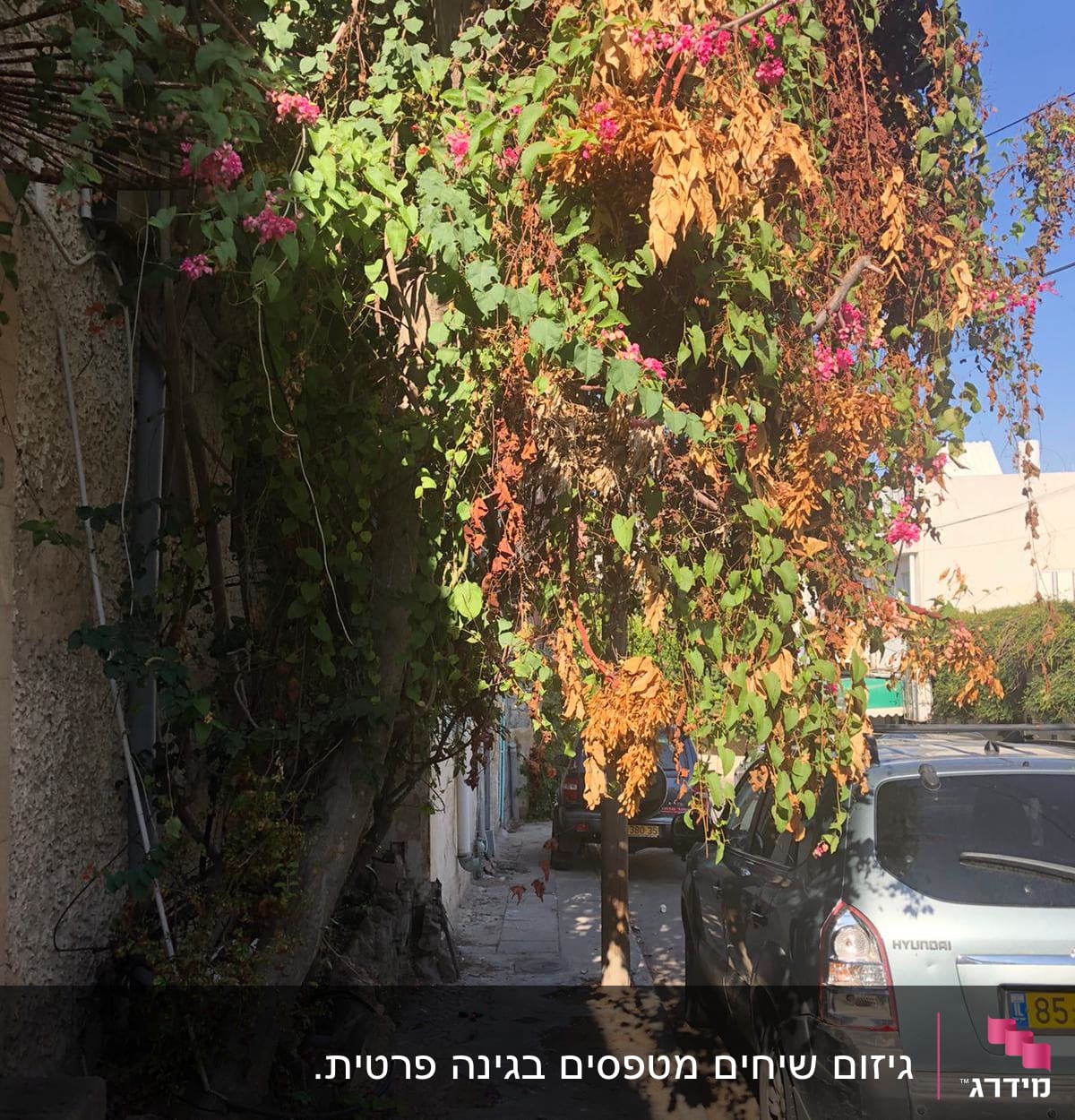 צמח מטפס עם פרחים ורודים על קיר